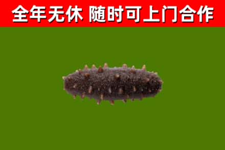石阡烟酒回收干海参.jpg